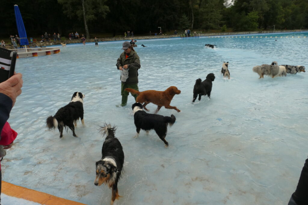 Hundeschwimmen im Freibad Ensdorf - © Nadine Händle / Gemeinde Ensdorf